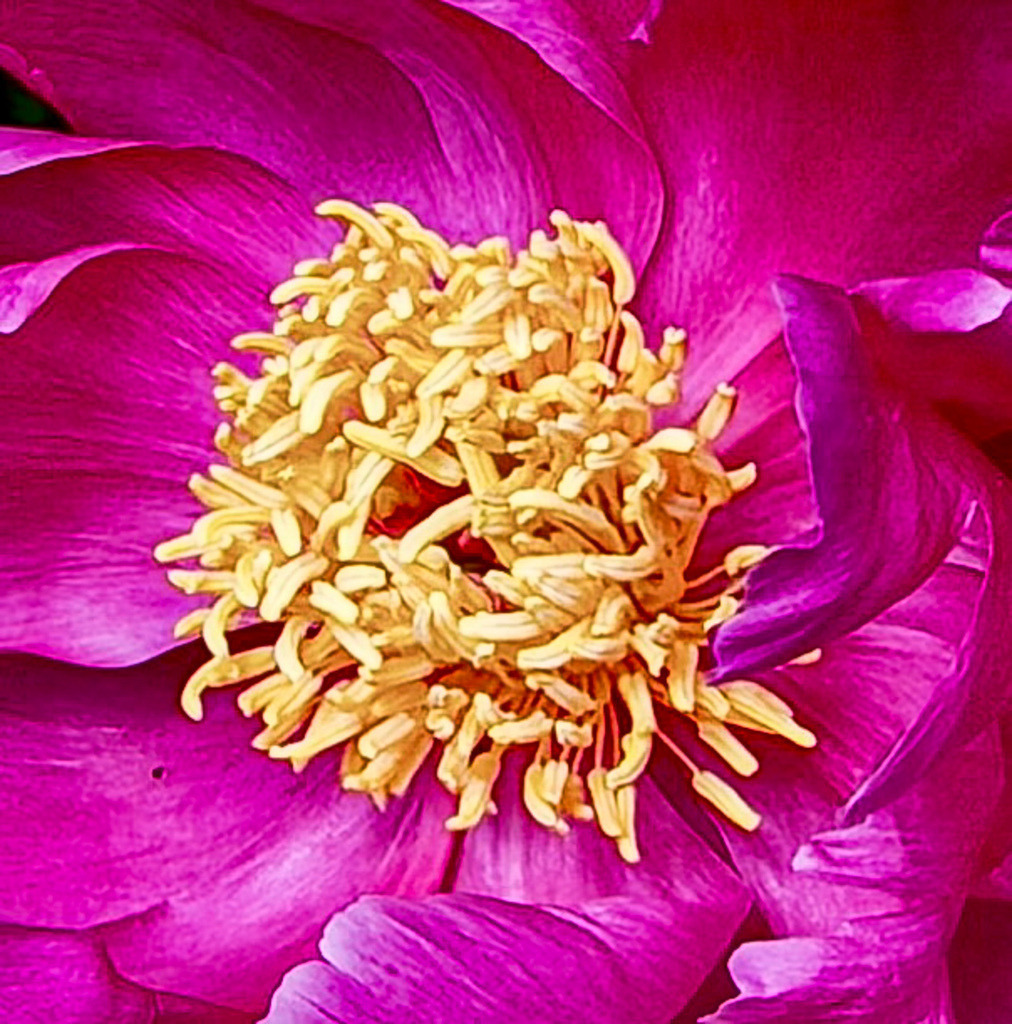 Golden Peony Center | Macro detail of a vibrant peony center with glowing golden stamens surrounded by rich magenta petals. - Realisiert mit Pictrs.com