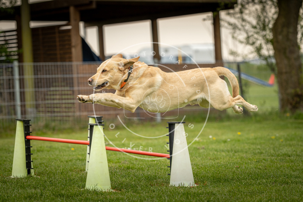 Pfotenfotografie_DV3A1147 | Hundefotografie, Tierfotograf, Pfotenfotografie, Fotoshooting Hund, Hunde Portrait, Hundesport, Hundeportraits, Heideshooting, Hunde, Sportfotograf, Hundefotograf, Turnierhundsport, THS,  - Realisiert mit Pictrs.com