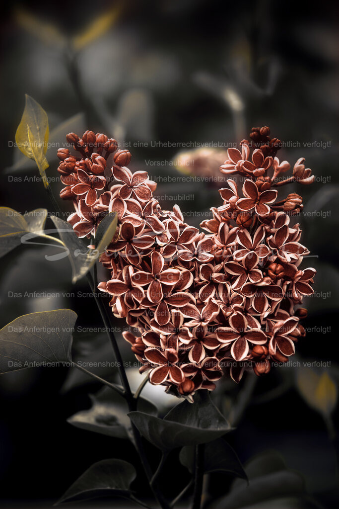 Wandbild Flieder | People- und Tierfotografie, Imageaufnahmen, Veranstaltungsfotografie und Wandbilder aus der Natur ★ Made in Germany ✔️ Druck + Downloads ✔️ Naturfotografie in Top Qualität ★ schneller Versand, weltweite Lieferung! - Realisiert mit Pictrs.com