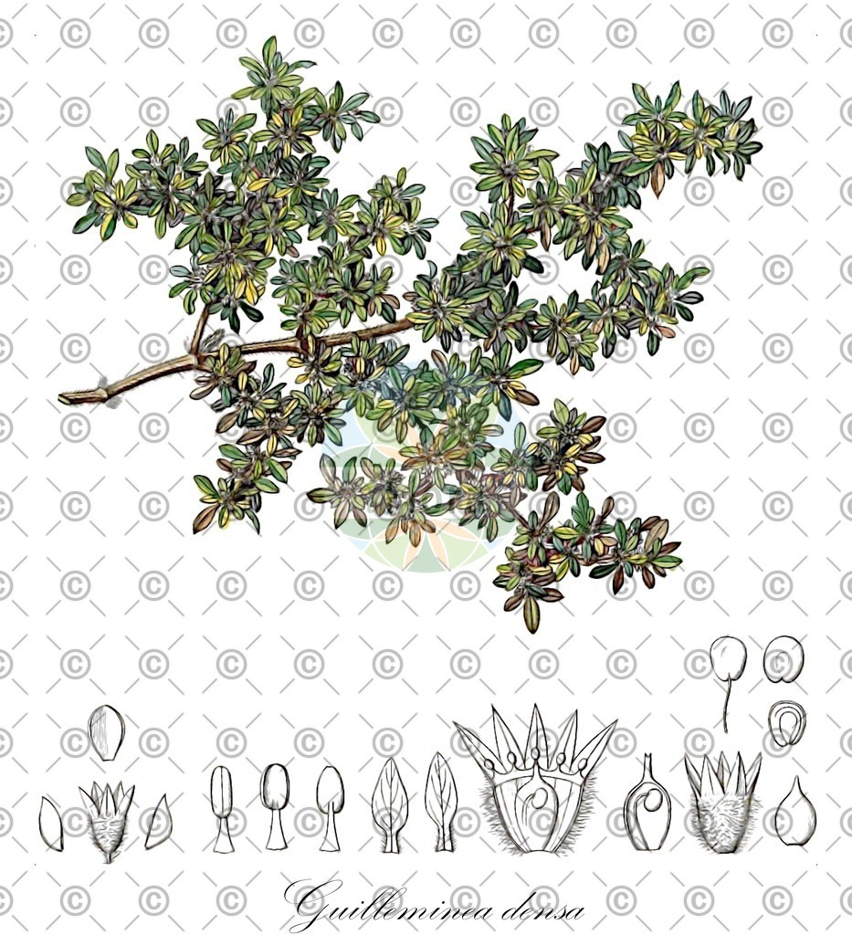 HistAbb_wfo-4000016362_1_ENZY_Simple | Historische Abbildung von Guilleminea densa - Amaranthaceae | Historical Illustration of Guilleminea densa - Amaranthaceae