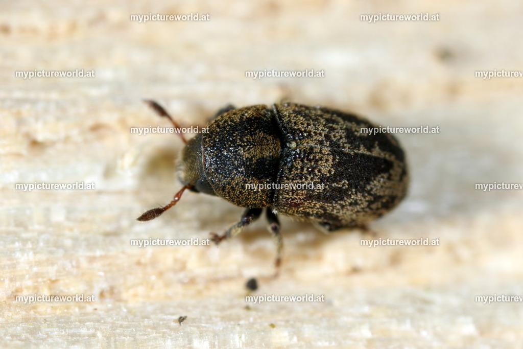 Leperisinus varius-002 | Das Bilderarchiv über Tiere, Planzen und Landschaften. In der Bilddatenbank finden Sie ein große Auswahl an hochwertigen Bilder für Ihre Werbung - Realisiert mit Pictrs.com