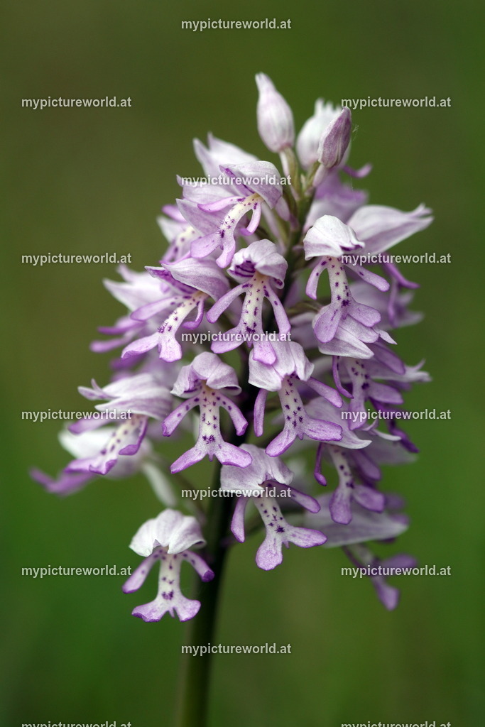 Helm-Knabenkraut-010 | Das Bilderarchiv über Tiere, Planzen und Landschaften. In der Bilddatenbank finden Sie ein große Auswahl an hochwertigen Bilder für Ihre Werbung - Realisiert mit Pictrs.com