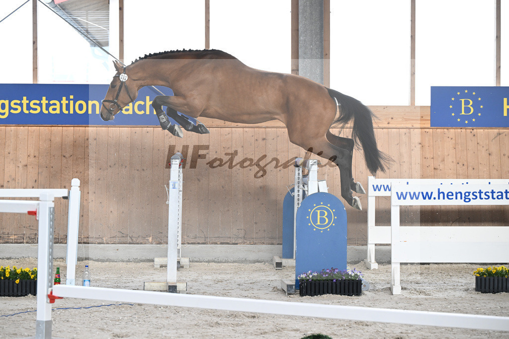 Kat-Nr. 92 C-Simba v. Camargo_Juenger GbR_5250606 | hf-fotografie - Realisiert mit Pictrs.com