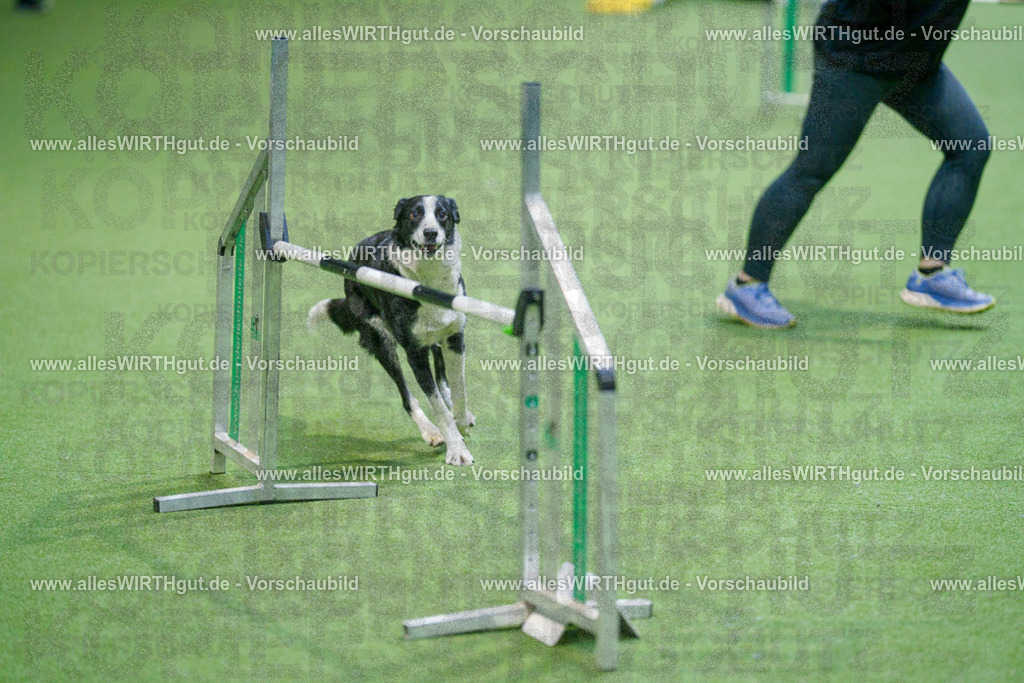 @allesWIRTHgut_Tierfotografie - www.allesWIRTHgut.de - 2604250829-7R506791 | Professionelle Tierfotografie in Mönchengladbach von Daniel Wirth (allesWIRTHgut). Liebevolle & natürliche Bilder von Hunden & Katzen für unvergessliche Erinnerungen.