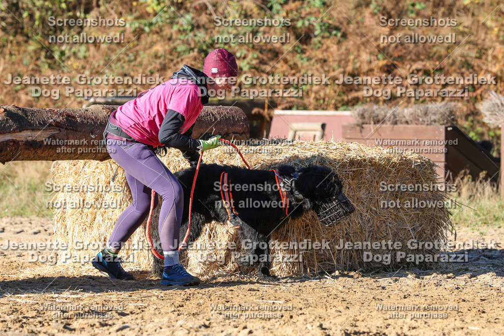 Dog Paparazzi - Strongdog 10-25-1652 | Dog Paparazzi Jeanette Grottendiek Fotografie & Videografie - Realisiert mit Pictrs.com