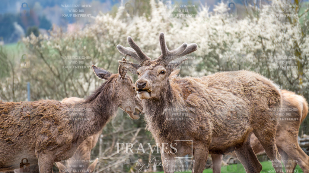 Rothirsche | Das Foto zeigt eine Herde Rothirsche, die vor einem üppigen Busch mit weißen Blüten steht. Besonders hervorgehoben werden ein Männchen mit Geweih und ein Weibchen im Vordergrund, die gemeinsam den zentralen Fokus des Bildes bilden. Die weißen Blüten hinter der Gruppe verleihen der Szene eine weiche, romantische Stimmung, die beinahe an Hochzeitsfotografie erinnert. Die Komposition betont die natürliche Eleganz der Tiere, die Harmonie innerhalb der Herde und den besonderen, fast symbolischen Moment, den das Zusammenspiel von Licht, Farben und Motiv erzeugt. - Realisiert mit Pictrs.com