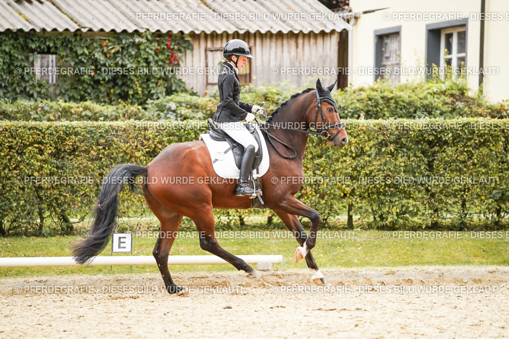 DSC02297 | Pferdegrafie