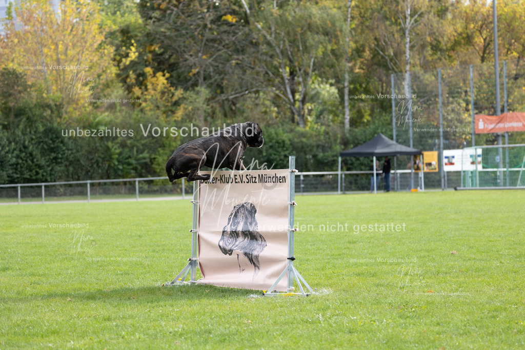 _16A6719 | Einzigartige Fotos von Hunden & Menschen –Actionfotos, Portraits, Vereinsaufnahmen & Paarshootings – authentisch, lebendig & mit Herz.