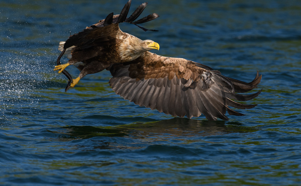 seeadler-2018-214-2 | Ein Seeadler (Haliaeetus albicilla) im Abflug mit einem erbeuteten Fisch in den Fängen. Das Foto entstand auf dem Breiten Luzin im Naturpark Feldberger Seenlandschaft in Mecklenburg-Vorpommern. - Realisiert mit Pictrs.com