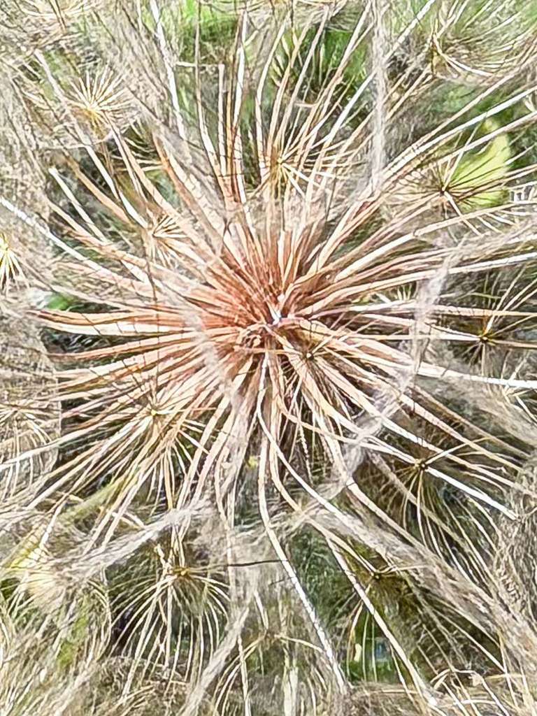 Infinite Geometry – Abstraktes Riesenpusteblume Wandbild & Fine Art | Die mathematische Perfektion der Natur, festgehalten in einer spektakulären High-End-Nahaufnahme. Diese exklusive Fotokunst zeigt die filigrane, sternförmige Struktur einer Riesenpusteblume in maximaler Schärfe. Das faszinierende, strahlenförmige Linienmuster bricht das Licht auf meisterhafte Weise und zieht den Betrachter magisch in seinen Bann. Ein absolut minimalistisches Statement-Piece, das zeitlose Eleganz und luftige Leichtigkeit in moderne, anspruchsvolle Räume bringt.Material-Empfehlung: Für dieses detailreiche Strukturwunder empfehle ich den Druck auf mattem Alu-Dibond. Die matte, reflexionsfreie Oberfläche betont die feinen, weißen Härchen perfekt, schluckt störende Lichtreflexe im Raum und bewahrt den edlen, puristischen Galerie-Charakter.Setzen Sie ein klares Design-Statement an Ihren Wänden. Sichern Sie sich dieses außergewöhnliche Wandbild modern jetzt für Ihr Büro oder Ihr Zuhause im Shop.[Archiv-Nr. #0113] - Realisiert mit Pictrs.com