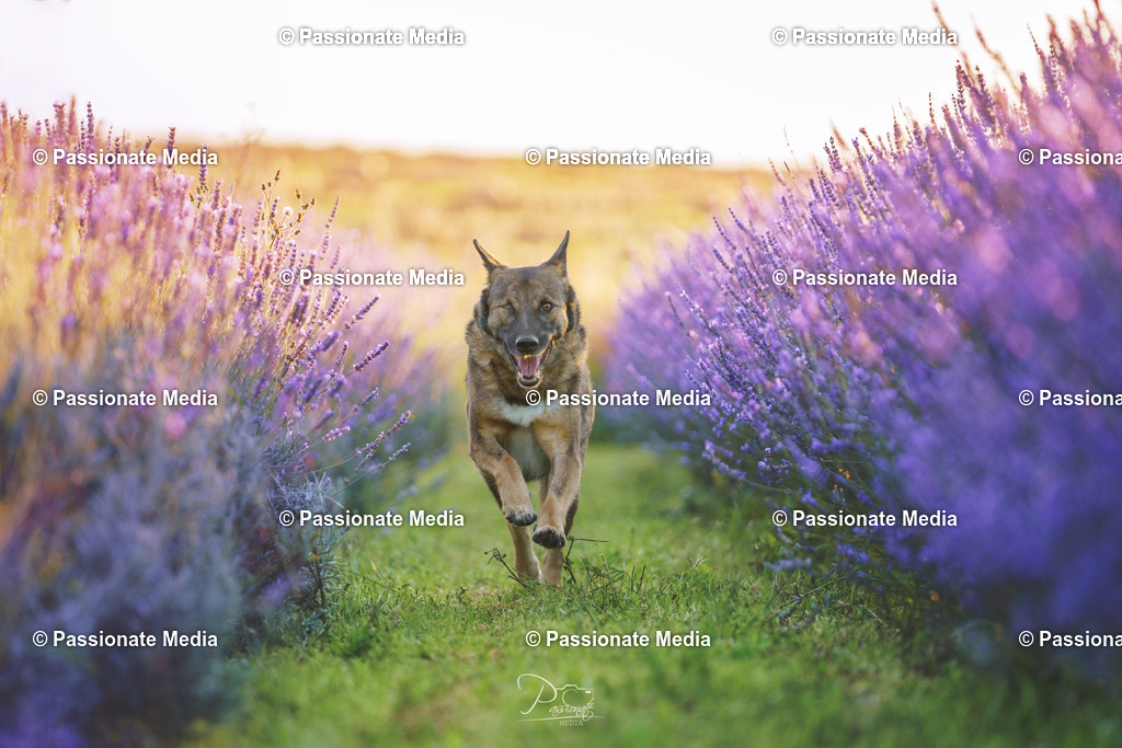 _DSC1611 | Passionate Media, dein Fotograf aus Brandenburg, Märkisch Oderland, im Bereich Motorsport, Autos und Motorräder sowie Events und auch Hunde. Shootings oder auch Eventbegleitungen können bei mir gebucht we