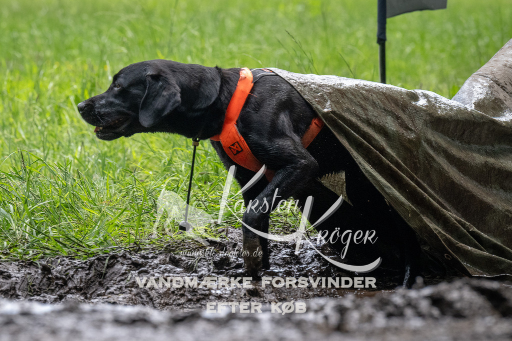 1120_ZZ92507 | kk-dogfotos