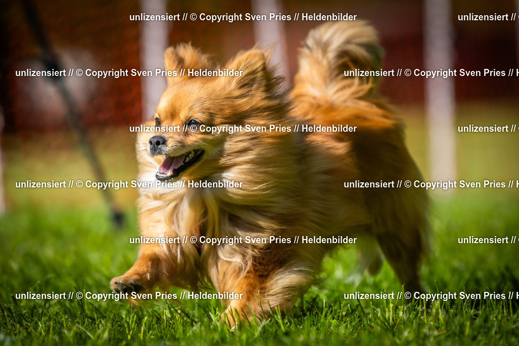 Hunderennen_April_2026_970 | 2026-04-26 - Hunderennen Baden-Oos April 2026 - Realisiert mit Pictrs.com