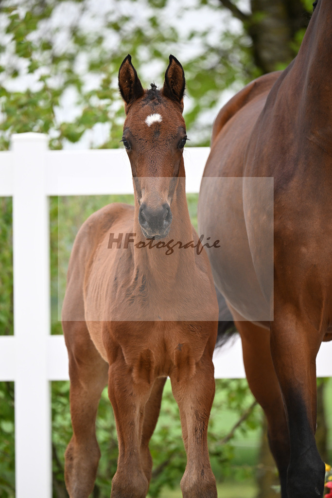 Kat-Nr. 38 HF Viva Vitalis x Benicio_Pointinger_23260628 | hf-fotografie - Realisiert mit Pictrs.com