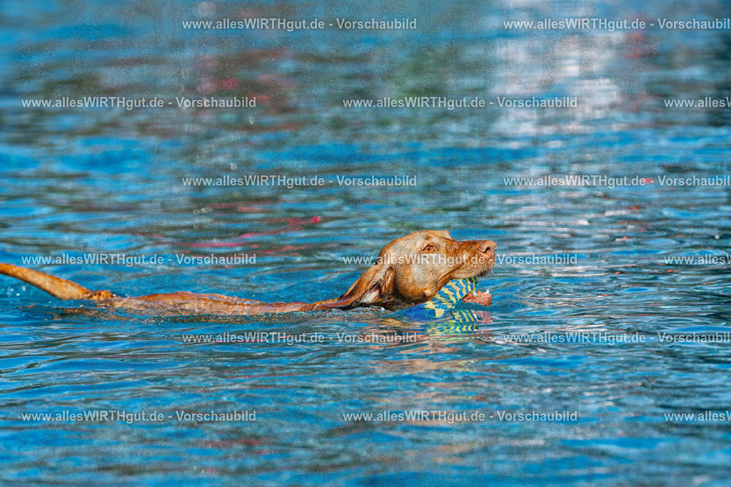 Hundeschwimmen_Volksbad_2026-allesWIRTHgut_Tierfotografie-2609061121-FAY06214 | Professionelle Tierfotografie in Mönchengladbach von Daniel Wirth (allesWIRTHgut). Liebevolle & natürliche Bilder von Hunden & Katzen für unvergessliche Erinnerungen.