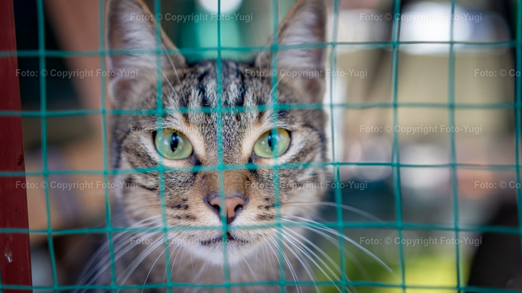 IMG_7289 | Ansichten aus Würzburg sind Sehenswürdigkeiten die vom Herrn Ugur Yurdagül (foto-yugi) fotografiert und bearbeitet wurden.
Die Bilder wurden dem Komposition entsprechend bearbeitet und können als Print- oder Onlinemedien verwendet werden.