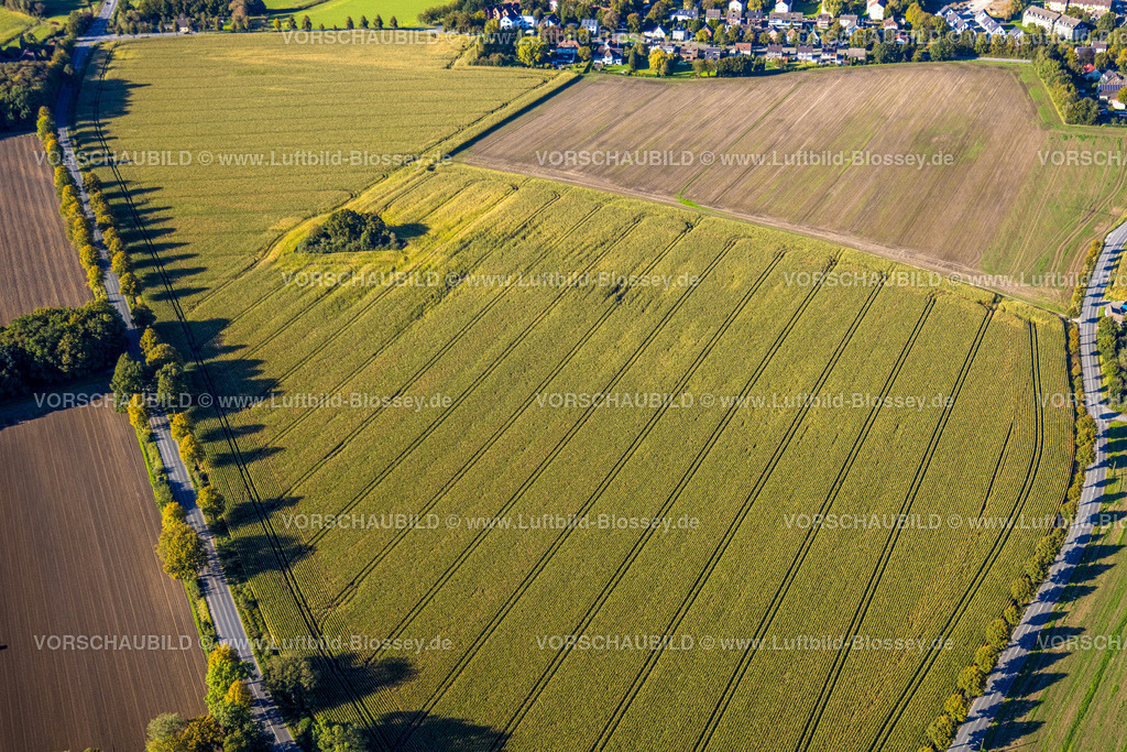 Bergkamen241006492Maiwald | Luftbild, dreieckige Baumgruppe auf einem Feld an der Lünener Straße, Acker, Feld, Baumgruppe, Landwirtschaft, Weddinghofen, Bergkamen, Ruhrgebiet, Nordrhein-Westfalen, Deutschland