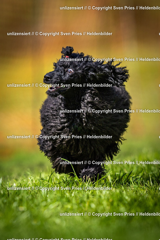 Sven Pries | 2025-04-13 - Hunderennen Baden-Baden - Realisiert mit Pictrs.com