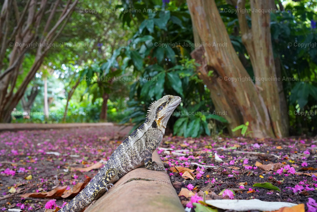 echse | Fotografie Photography Dresden Photoshooting  Fotoshooting Fotografin Dresdencity Bilder  Foto Dresdenvideos Kalender Postkarten Bilderdownload Portrait Hochzeitsfotografie Familienfotos Bewerbungsbilder Studiofotografie Fotograf Dresdenbilder Business - Realisiert mit Pictrs.com