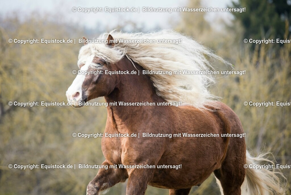 20150313_TOMsPiC_0045 | equistock