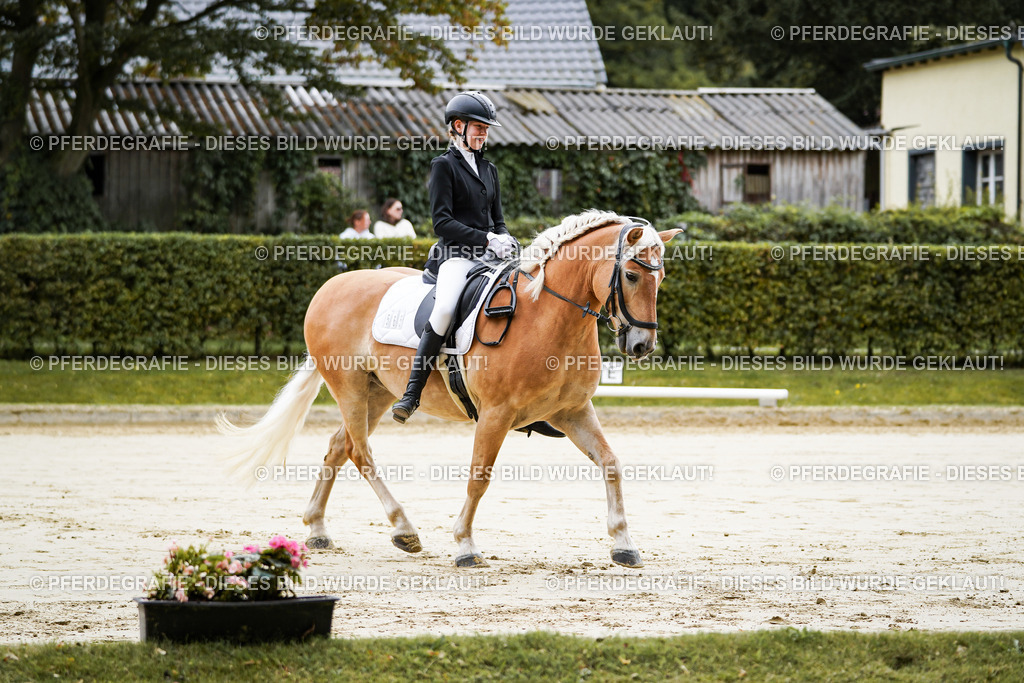 DSC04626 | Pferdegrafie