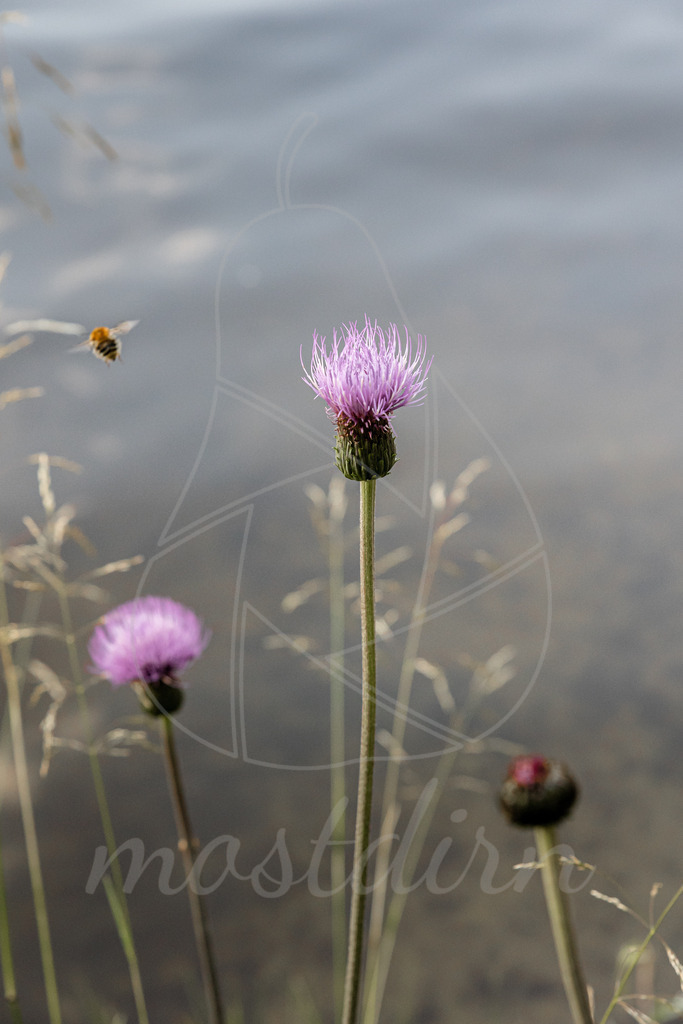 Kratzdistel | Bei Veröffentlichung des Bildes ist eine Namensnennung wie folgt erforderlich: 
Foto: Mostdirn Irmgard Wieser
 - Realisiert mit Pictrs.com