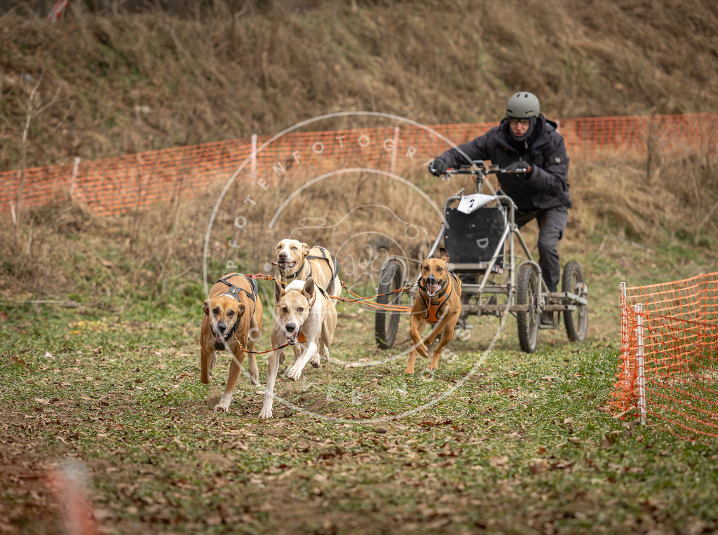 Pfotenfotografie_DV3A8089 | Hundefotografie, Tierfotograf, Pfotenfotografie, Fotoshooting Hund, Hunde Portrait, Hundesport, Hundeportraits, Heideshooting, Hunde, Sportfotograf, Hundefotograf, Turnierhundsport, THS,  - Realisiert mit Pictrs.com