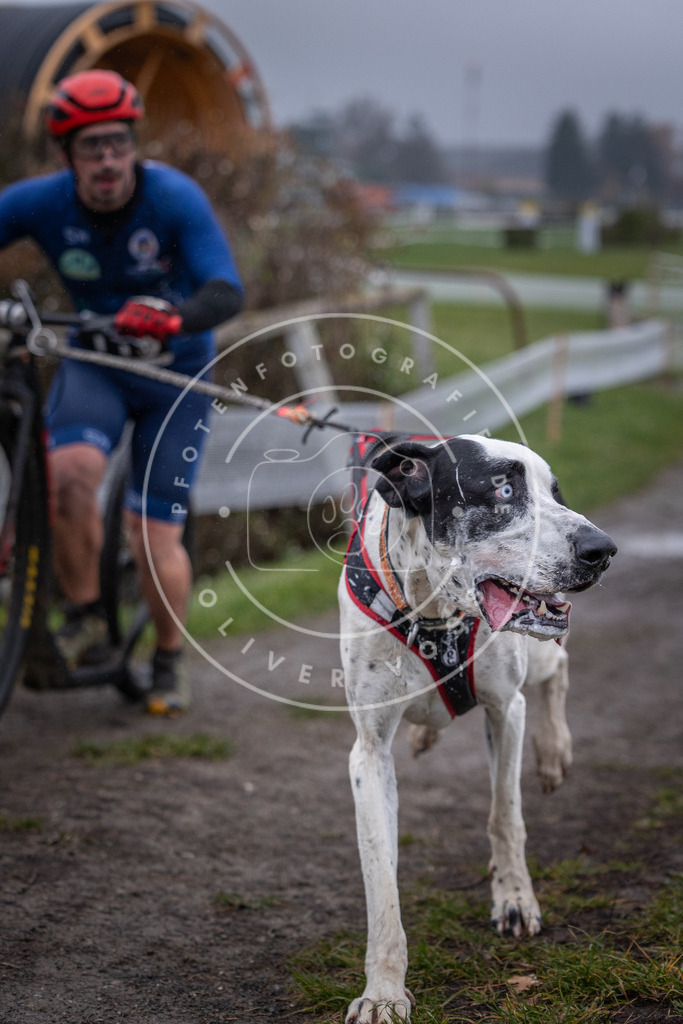 CaniXpix_0L8A0659 | Hundefotografie, Tierfotograf, Pfotenfotografie, Fotoshooting Hund, Hunde Portrait, Hundesport, Hundeportraits, Heideshooting, Hunde, Sportfotograf, Hundefotograf, Turnierhundsport, THS,  - Realisiert mit Pictrs.com