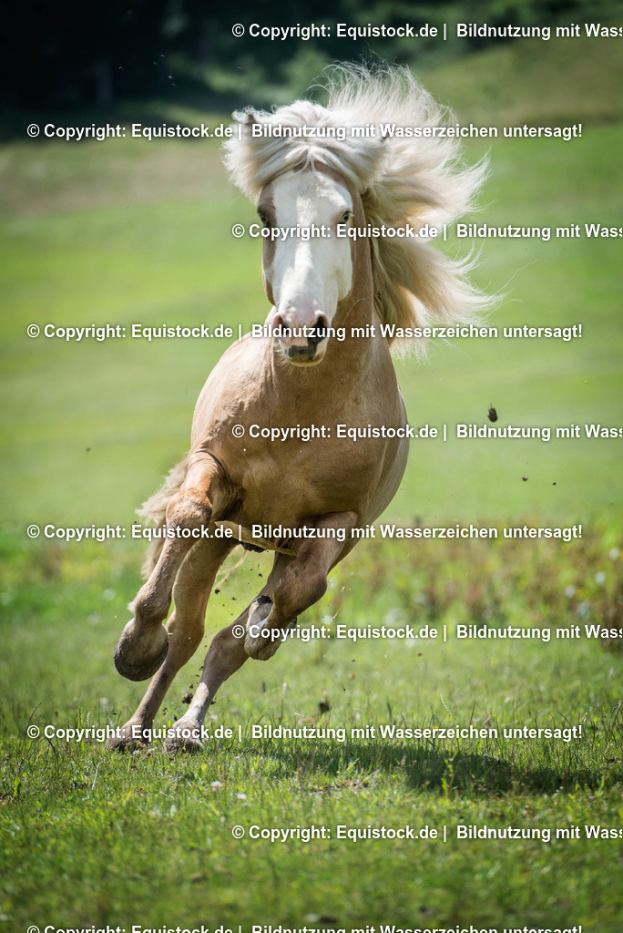 20160620_Isl__nder_auf_Weide_0008 | Foto: Linda Balz