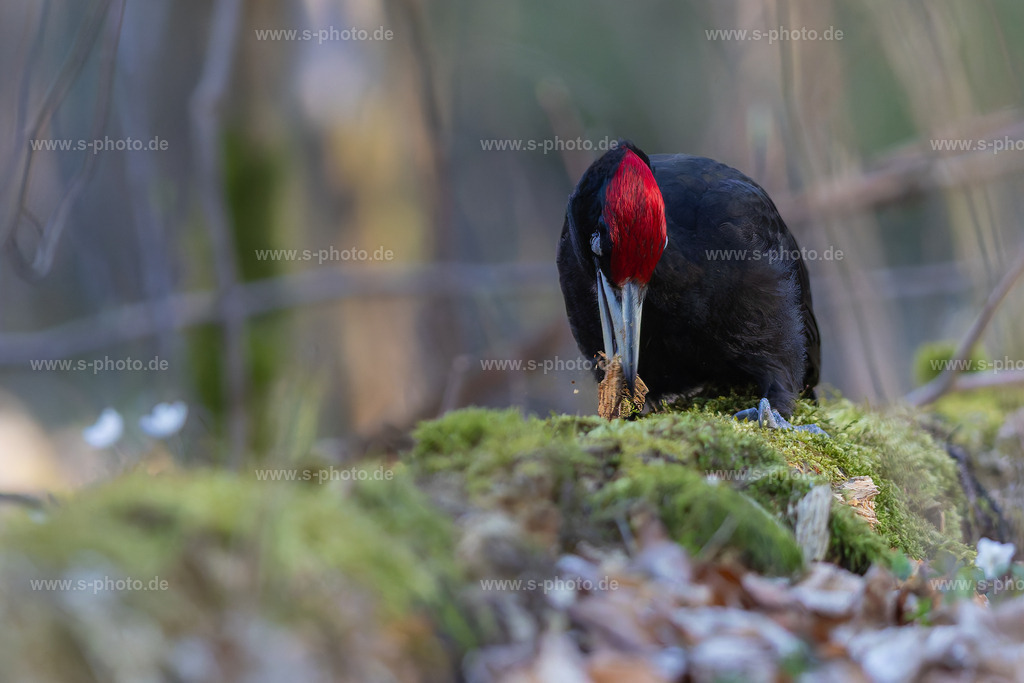 Der Schwarzspecht | Häufig am Boden aufzufinden, wenn er Baumstämme oder -stümpfe auseinander nimmt. - Realisiert mit Pictrs.com
