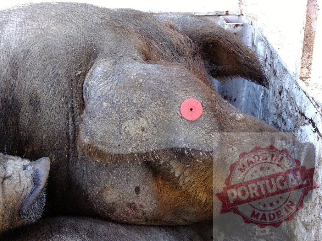 Pig head with ear tag in livestock farming | Pig head showing ear tag, snout, and textured skin in a farming environment - Realized with Pictrs.com