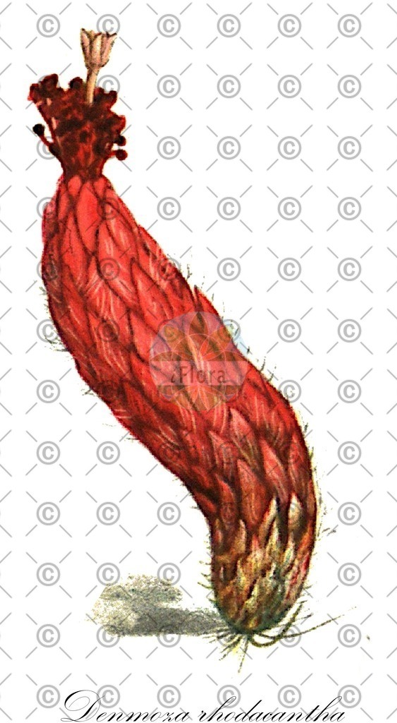 HistAbb_wfo-0001109566_1_ENZY_Simple | Historische Abbildung von Denmoza rhodacantha - Cactaceae | Historical Illustration of Denmoza rhodacantha - Cactaceae