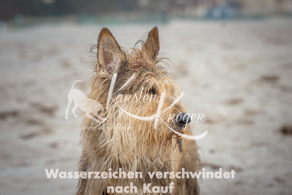 1127_ZZ98464 | kk-dogfotos