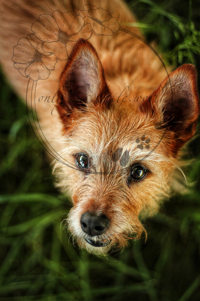 IMG_2503-01.1 | only.this.little.world - Realisiert mit Pictrs.com