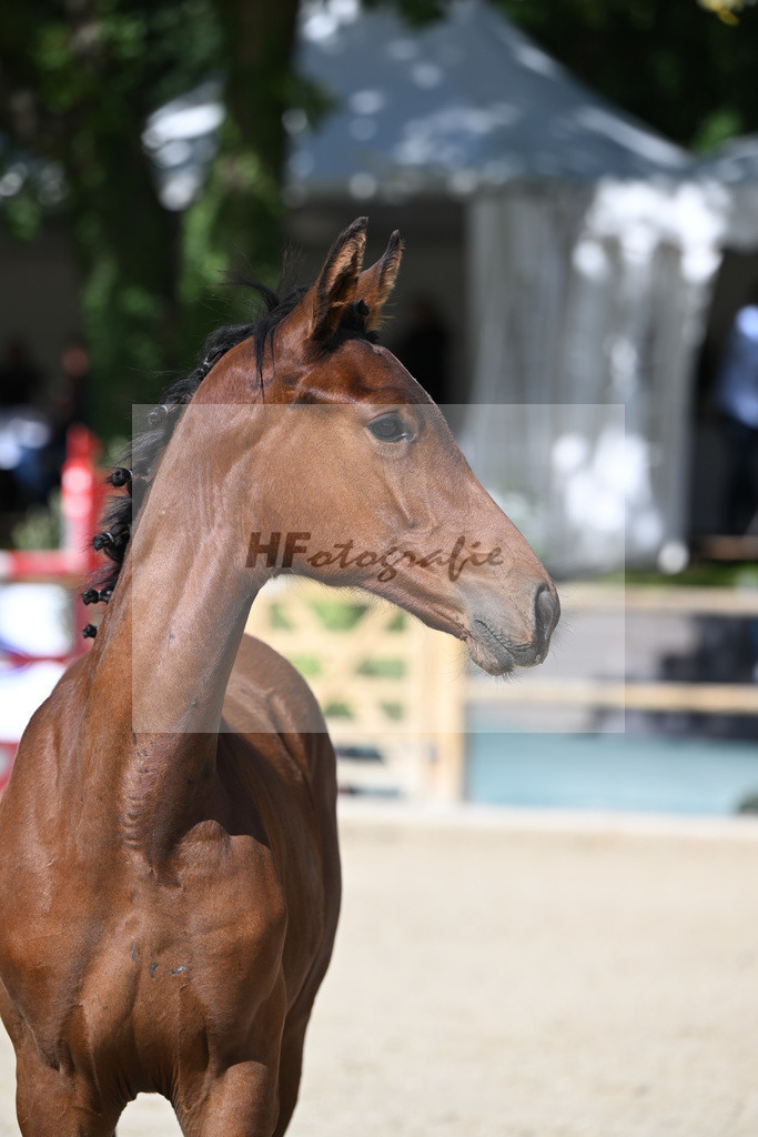 Fohlenauktion Next Chance_49220156 | hf-fotografie - Realisiert mit Pictrs.com