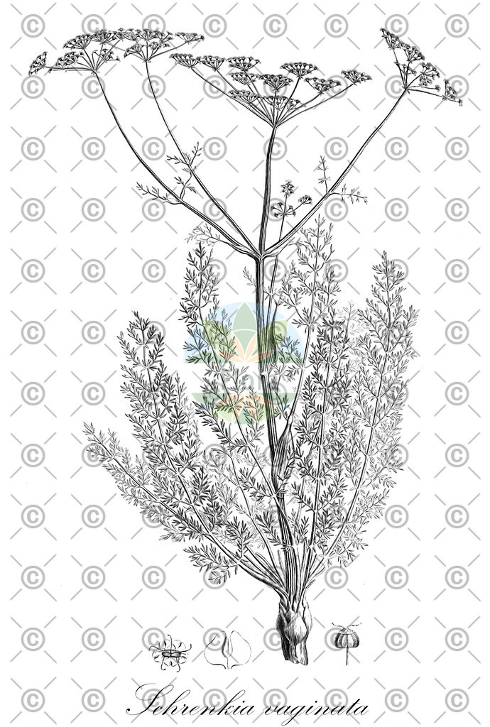 HistAbb_wfo-0001276677_1_ENZY_Simple | Historische Abbildung von Schrenkia vaginata - Apiaceae | Historical Illustration of Schrenkia vaginata - Apiaceae