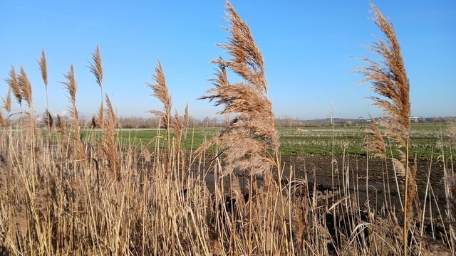 Landreitgras im Wind | Verkauf von Fotos und  Videoclips zumThema Natur.Motive sind Pflanzen, Tiere, Landschaftenund Wetter - Realisiert mit Pictrs.com
