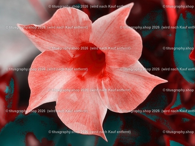 titusgraphy-P6100542_var-157 | Fotokunstarbeit aus der INSTAGRAM-Gallerie auf titusgraphy.eu - Realisiert mit Pictrs.com