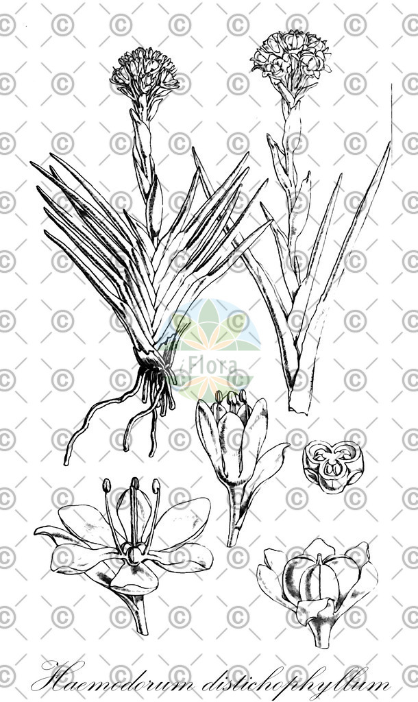 HistAbb_wfo-0000714347_1_ENZY_Simple | Historische Abbildung von Haemodorum distichophyllum - Haemodoraceae | Historical Illustration of Haemodorum distichophyllum - Haemodoraceae