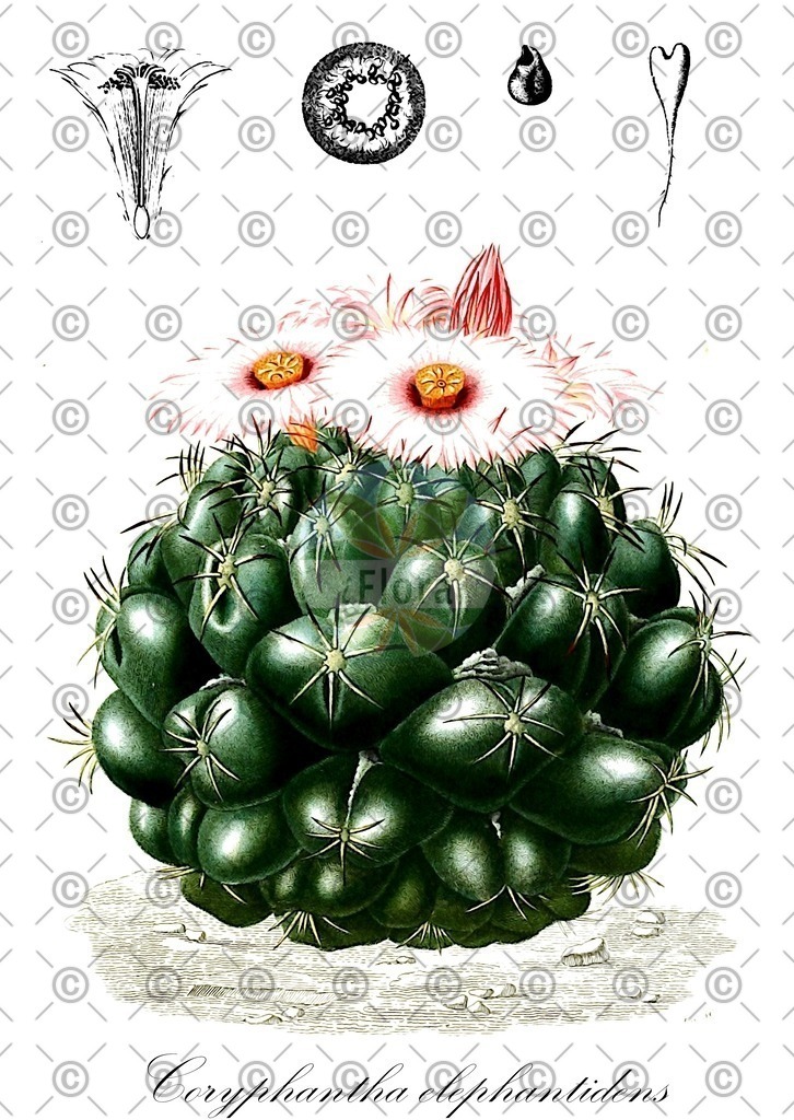 HistAbb_wfo-0001118180_1_ENZY_Simple | Historische Abbildung von Coryphantha elephantidens - Cactaceae | Historical Illustration of Coryphantha elephantidens - Cactaceae