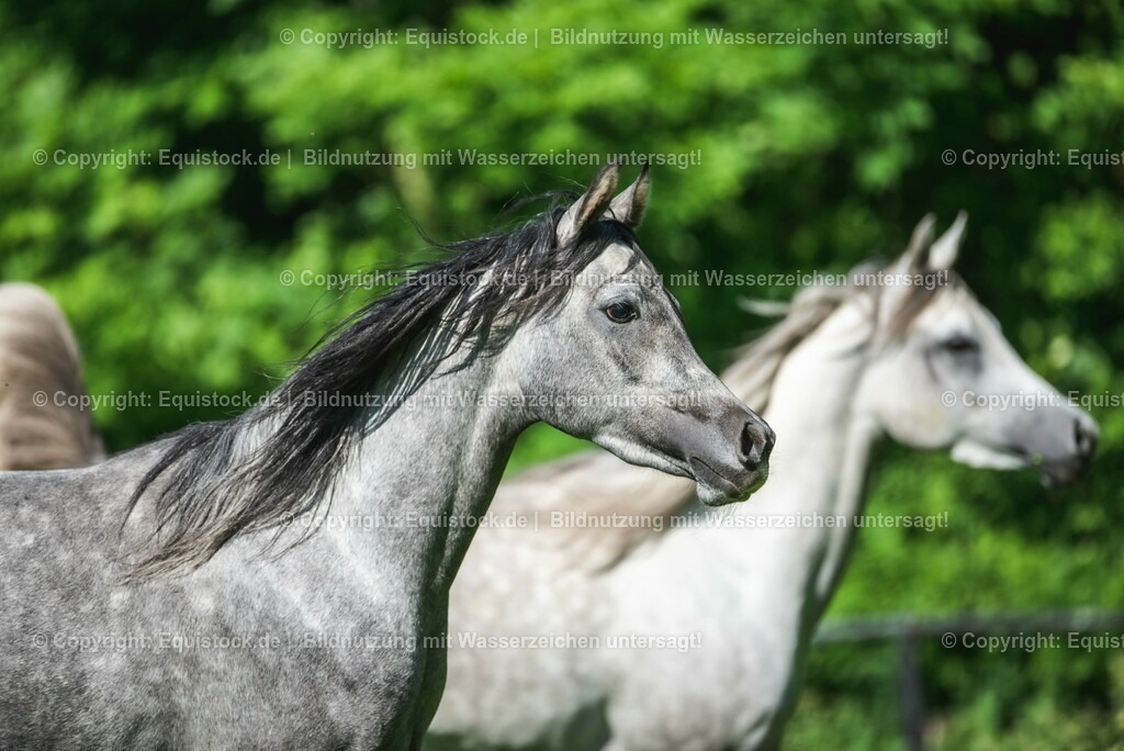 20210617_Araber_Marbach_Koppel_0088 | Foto: Thomas Hartig