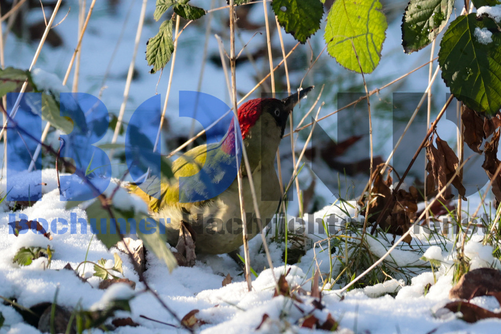Gruener Specht {date} -  | {headline}



(Foto: Sebastian Sendlak / BOND)

 - Realisiert mit Pictrs.com