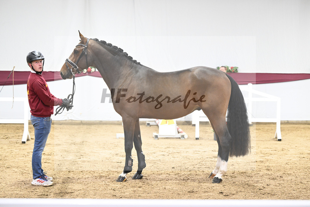 Kat-Nr. 84 Million Dollar x Caretino_Gestuet Spitzenhof_47252985 | hf-fotografie - Realisiert mit Pictrs.com