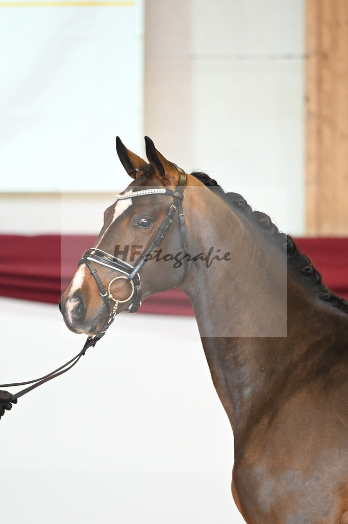 Kat-Nr. 61 v. Goldberg_Reglauer_66222003 | hf-fotografie - Realisiert mit Pictrs.com