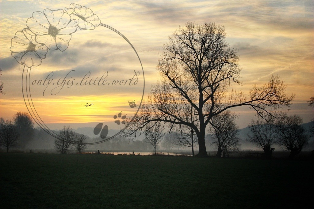 Sonnenaufgang Baum auf Wiese | only.this.little.world - Realisiert mit Pictrs.com