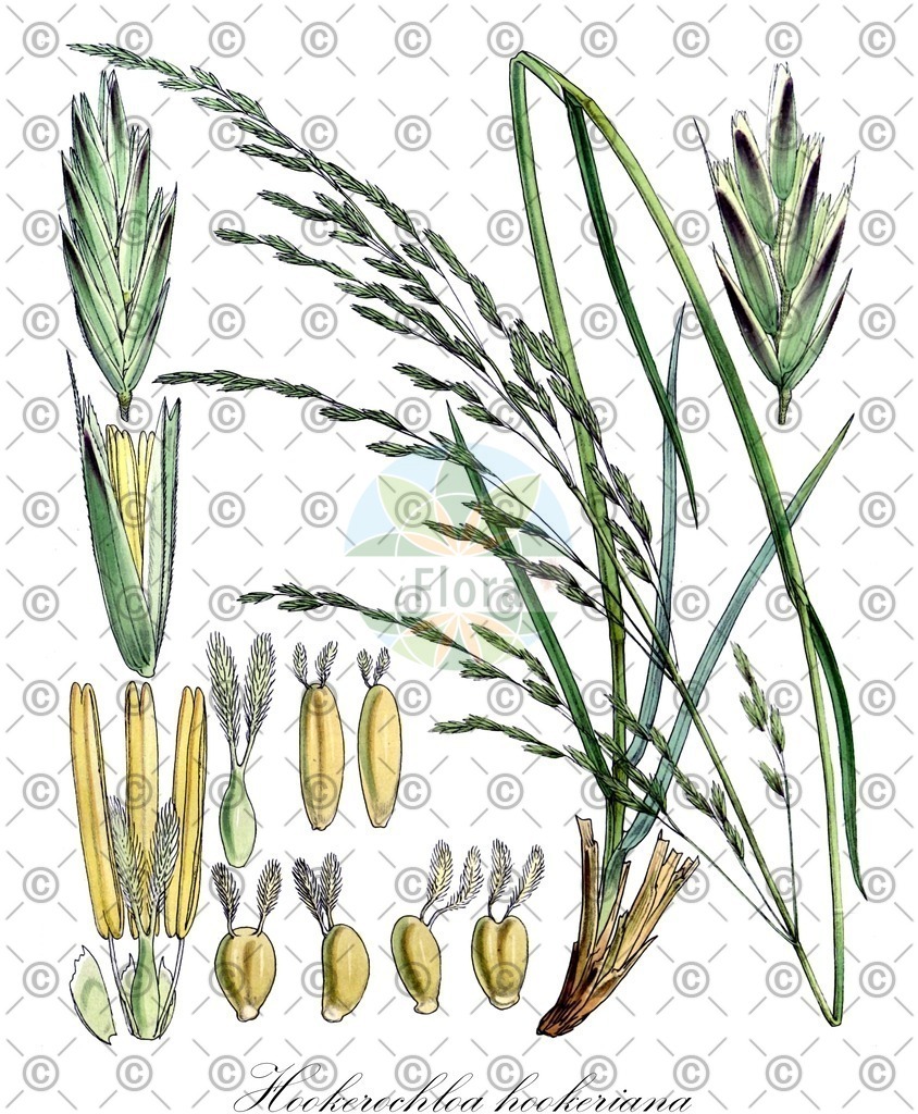HistAbb_wfo-0000908233_1_ENZY_Simple | Historische Abbildung von Hookerochloa hookeriana - Poaceae | Historical Illustration of Hookerochloa hookeriana - Poaceae