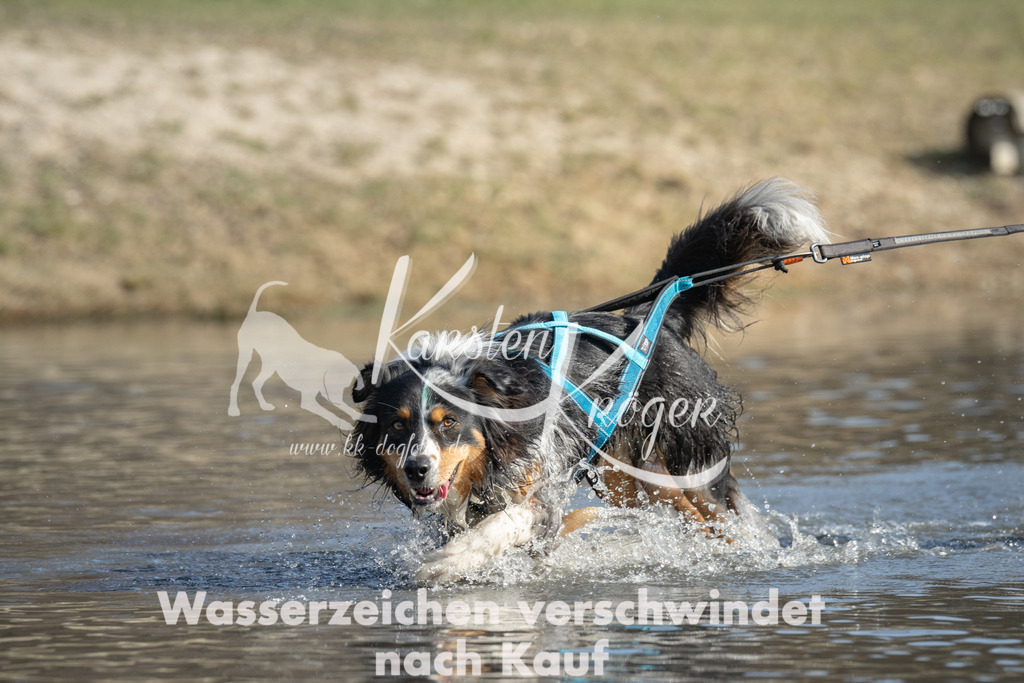 1338_ZZ97690 | kk-dogfotos