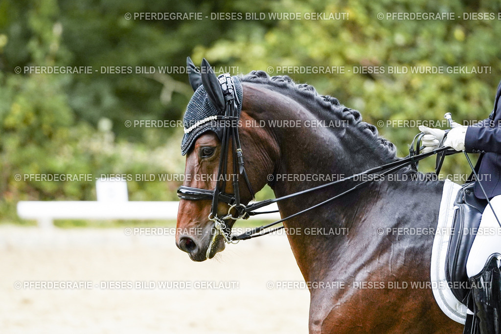 DSC06524 | Pferdegrafie