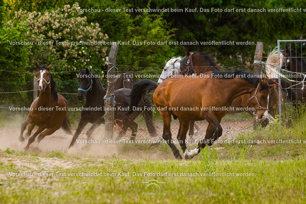 20260531_PferdehofLindow-9016 | Sportfotografin aus Berlin-Brandenburg mit Fokus auf Motocross. Ich halte deine sportliche Leistung und echte Emotionen auf und neben der Strecke professionell fest. Entdecke die Fotos von deinem Rennen und bestelle sie direkt hier im Shop.