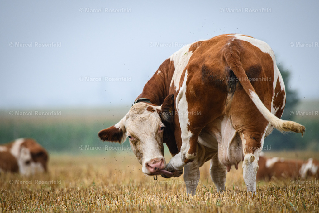 _DSC2711 | foto-rosenfeld